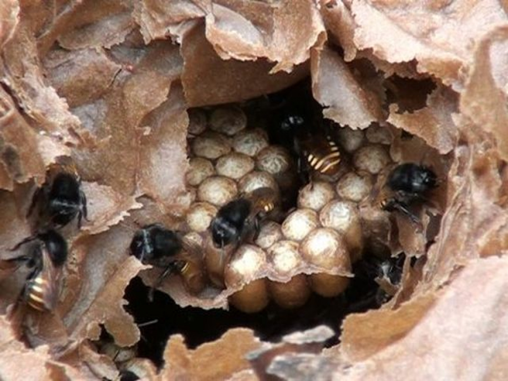 Mel de abelhas sem ferrão é regulamentado em Santa Catarina