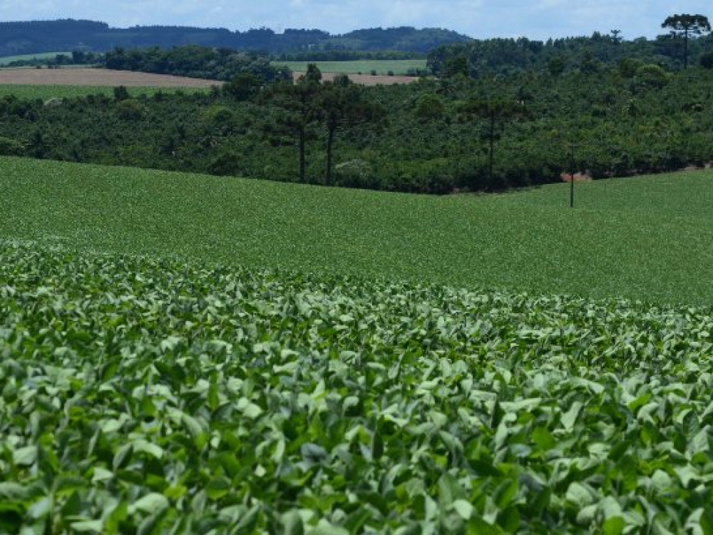 Governo do Estado investe R$77,4 milhões em programas de fomento agropecuário