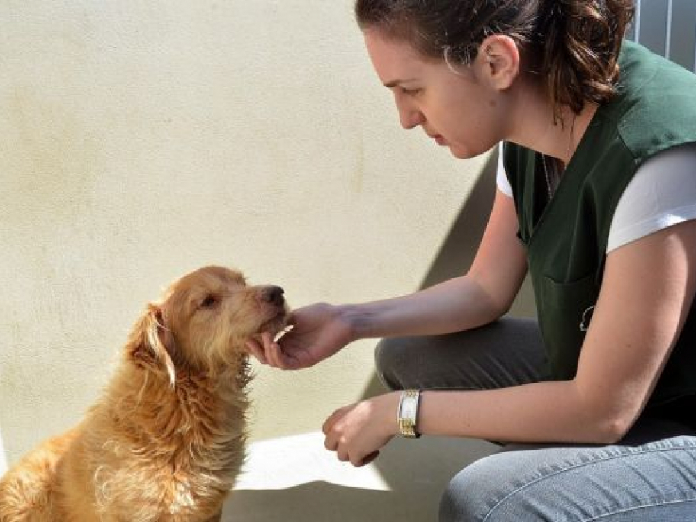 Fiscalização de maus-tratos aos animais recebe 1.480 denúncias em 2020