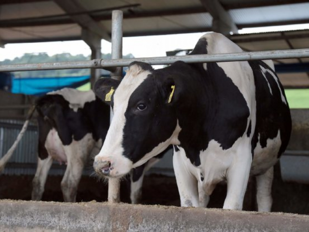 Estado reforça investimentos na indenização de produtores rurais para erradicar doenças bovinas