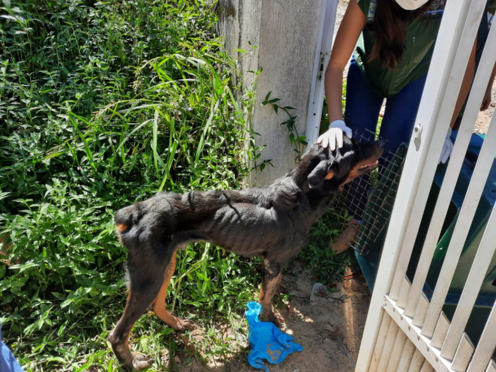 Ação da Semmas e Polícia Civil resulta em prisão por maus-tratos aos animais 