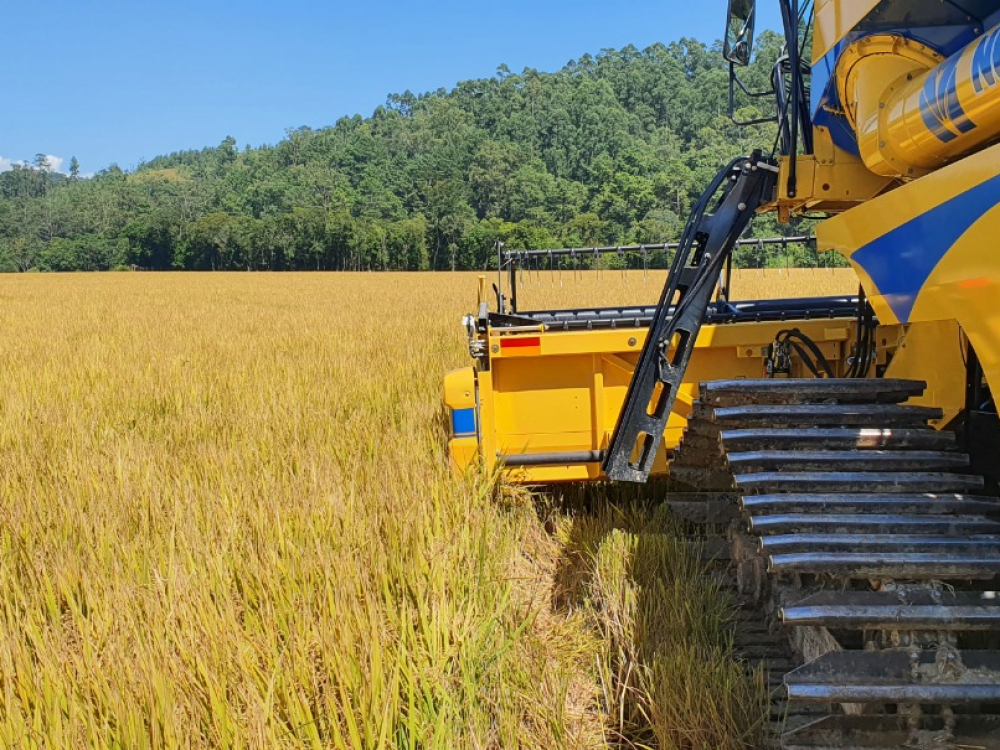 Santa Catarina dá início à colheita do arroz com lançamento de novo cultivar