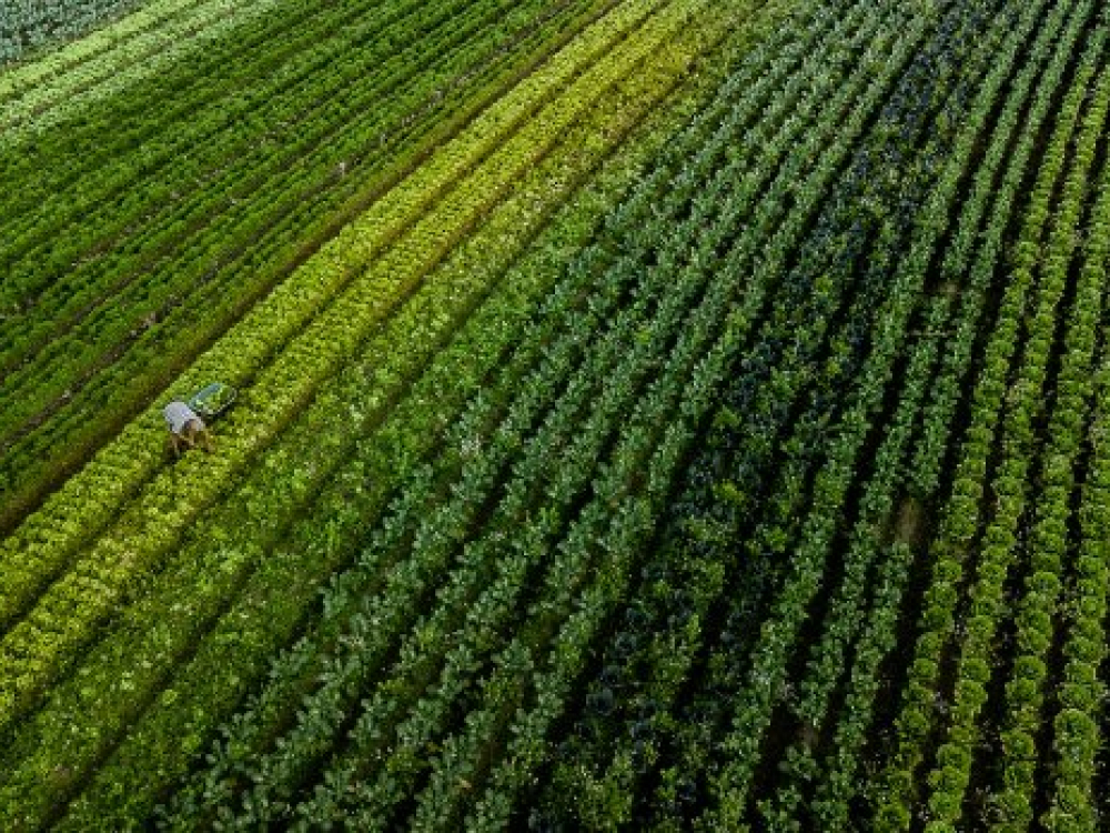 Governo do Estado investirá R$ 104,8 milhões no agronegócio catarinense