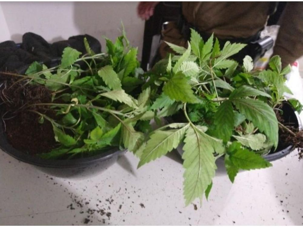Homem é detido após PM encontrar estufa para plantio de maconha no bairro Velha