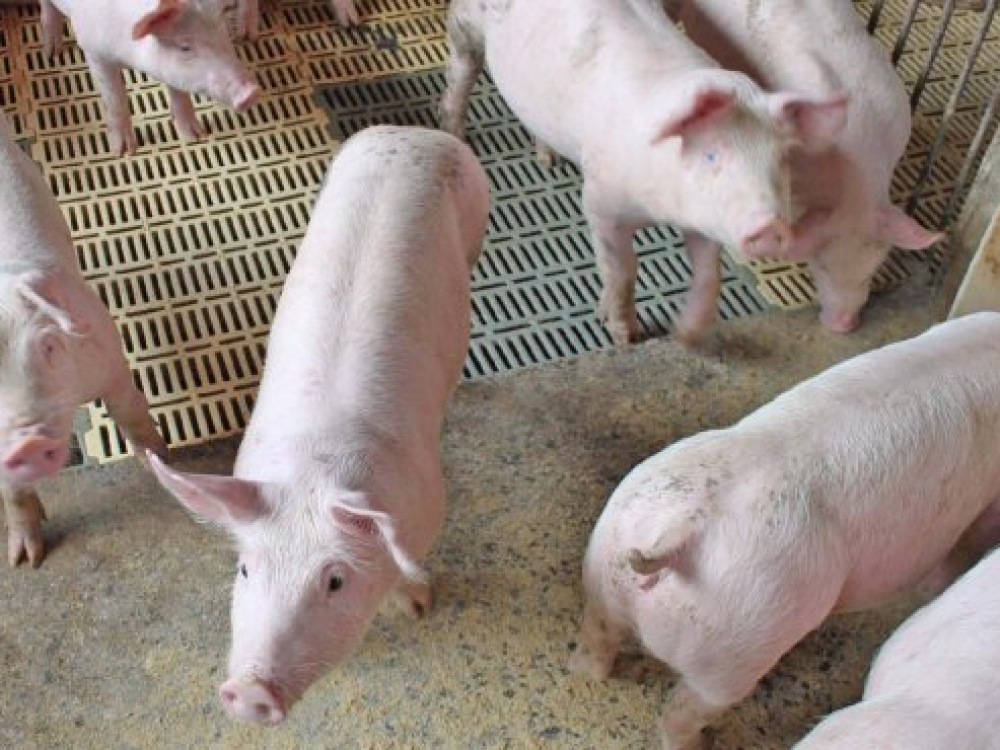 SC registra alta de 54% no faturamento com as exportações de carne suína em abril