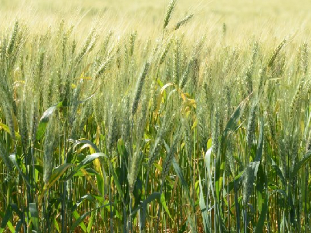 Santa Catarina aposta em crescimento de 55% na safra de trigo