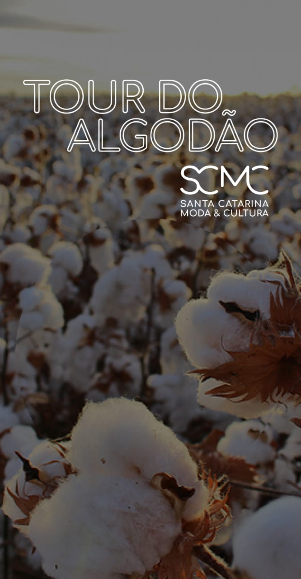 SCMC leva seus associados a um tour pelas lavouras de algodão