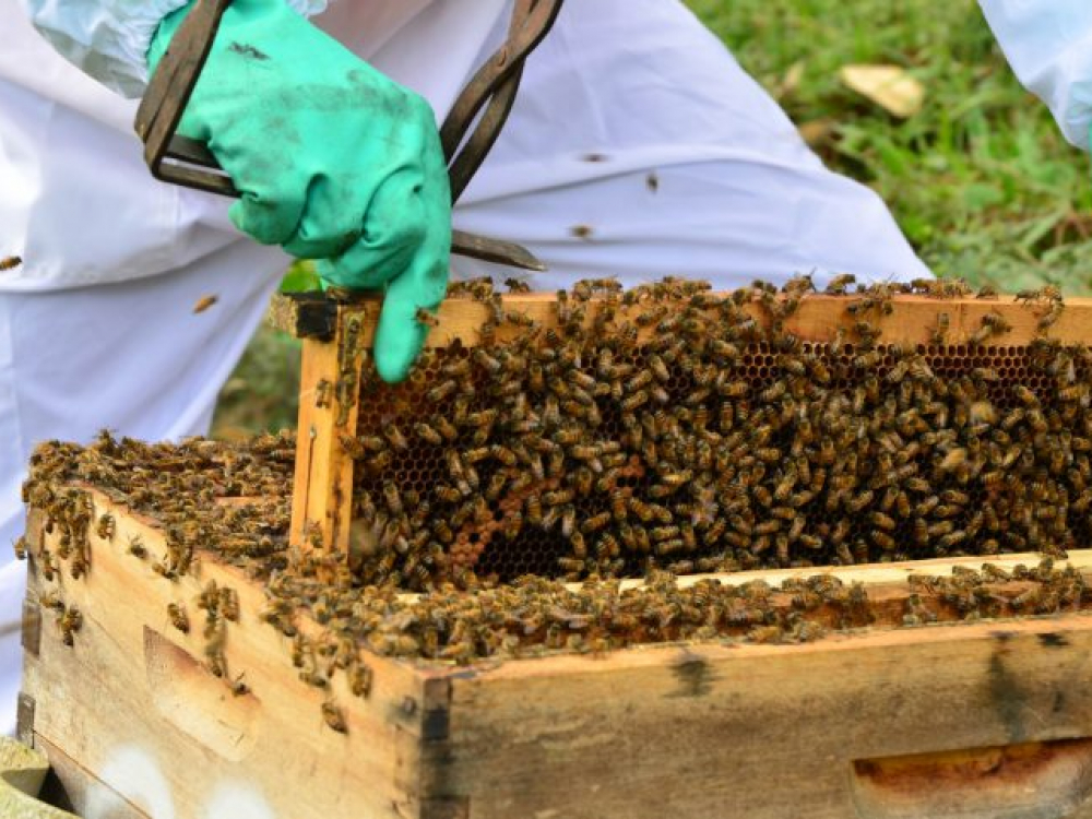 Com o objetivo de proteger abelhas, Santa Catarina limita uso do Fipronil