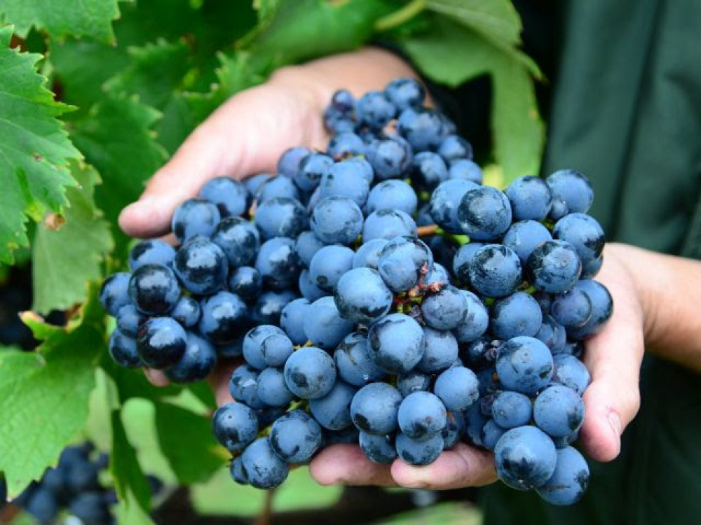 Fapesc investe R$ 1 milhão em novos estudos para produção de vinho e uva em SC