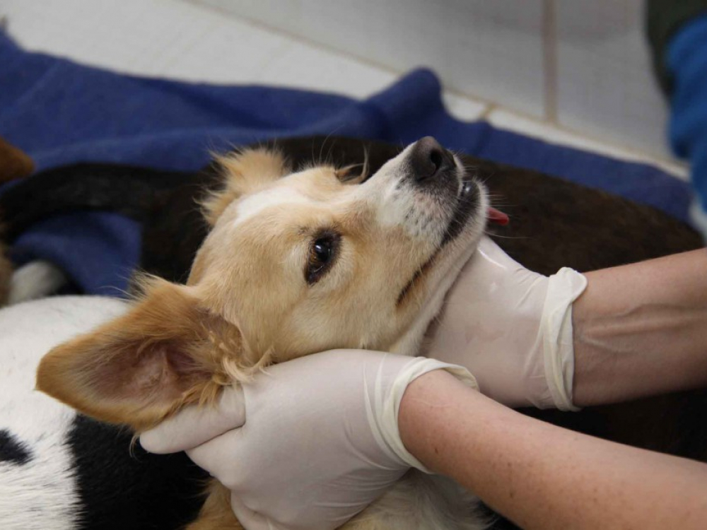 Feira de Adoção de animais do Cepread ocorre neste sábado, dia 27