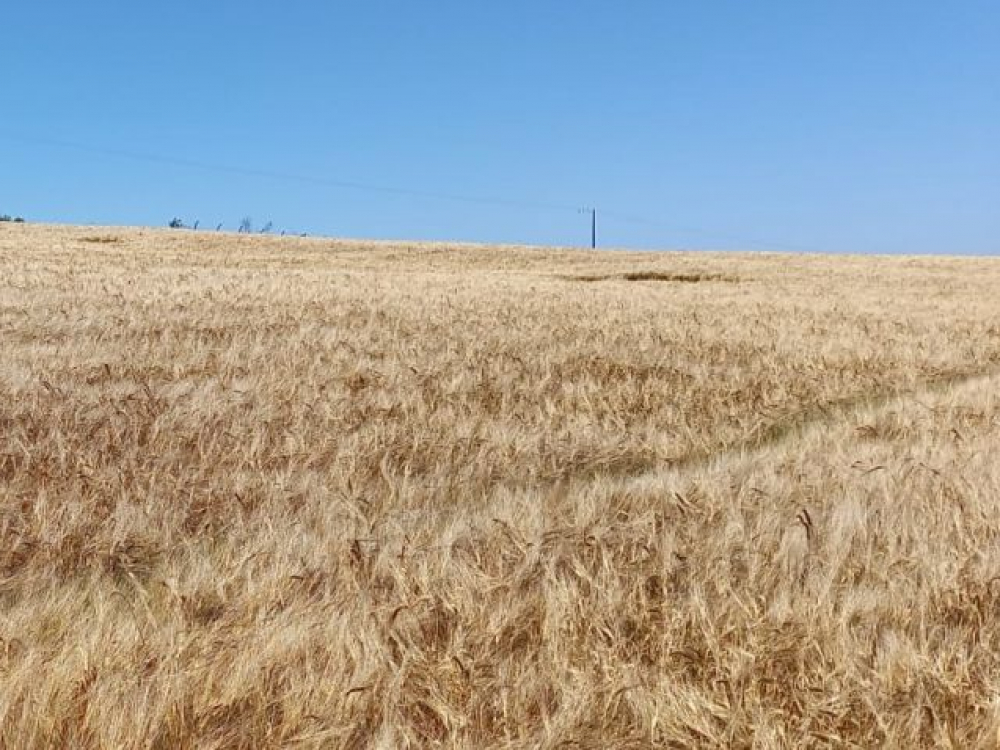 Ambev e Epagri apresentam projeto de fomento da cevada em SC nesta sexta, 3