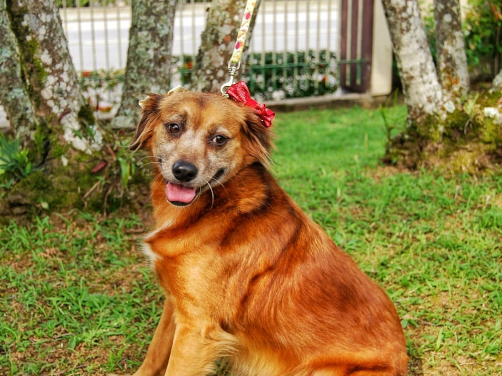 Plasvale lança calendário pet on-line para incentivar a adoção responsável