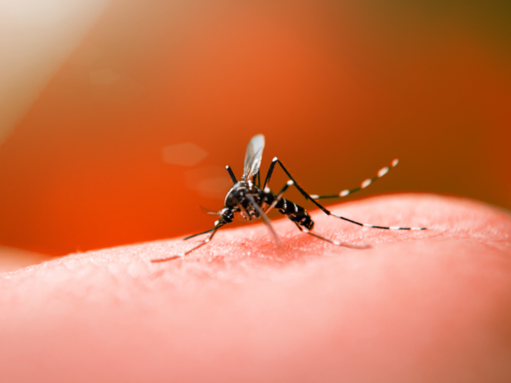 Blumenau confirma quinto óbito por dengue na cidade