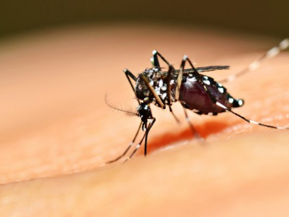 Blumenau confirma sÃ©timo Ã³bito por dengue na cidade
