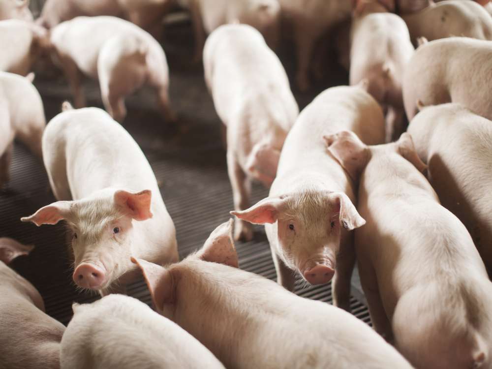 Santa Catarina alcança recorde histórico na exportação de carnes em 2024