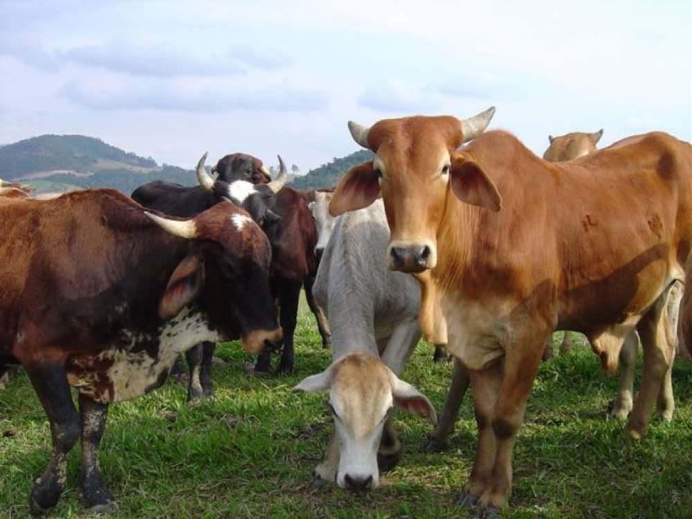 Pecuária cresce 6,6% e impulsiona agronegócio em SC
