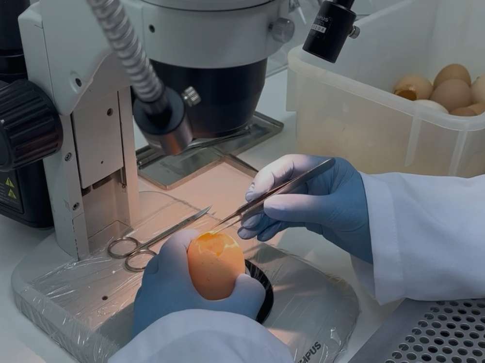 Santa Catarina aposta em inovação para proteger liderança na avicultura com tecnologia inédita no Brasil
