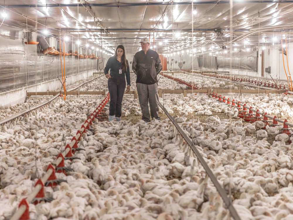 Aurora Coop investe mais de R$ 1,4 bilhão em melhorias na cadeia produtiva