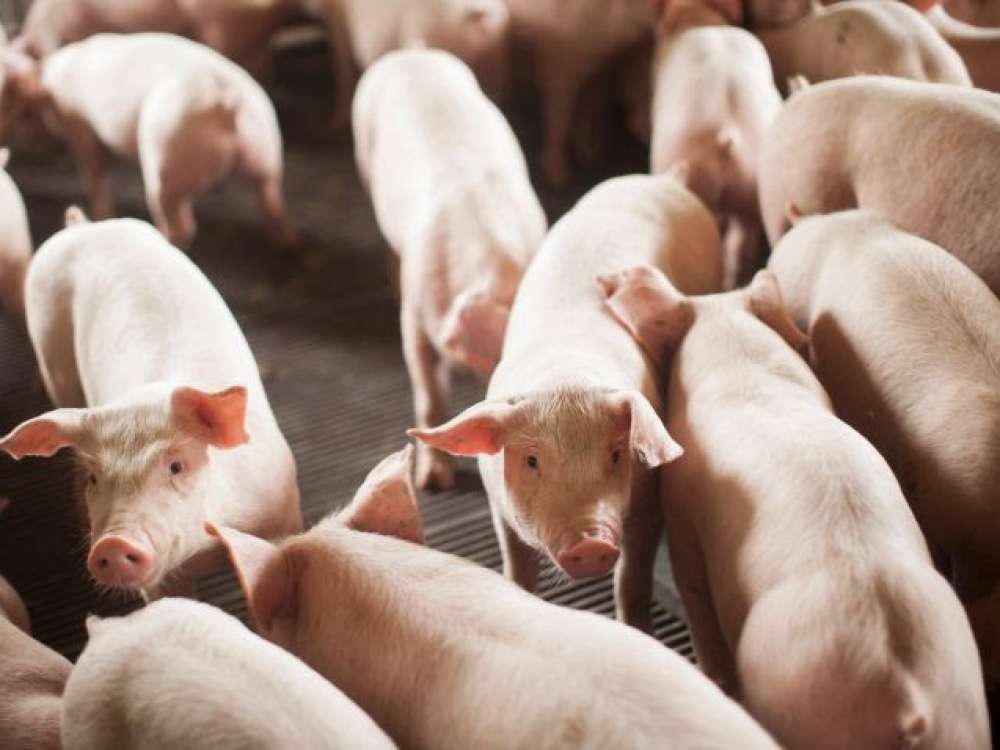 Pecuária impulsiona PIB de Santa Catarina com alta em frango e suíno