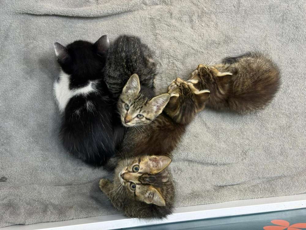 Neumarkt Shopping promove feira de adoção de gatos neste fim de semana