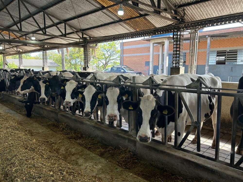 Mais de R$4,5 milhões são movimentados no primeiro dia de operações do Pronampe Leite BRDE SC