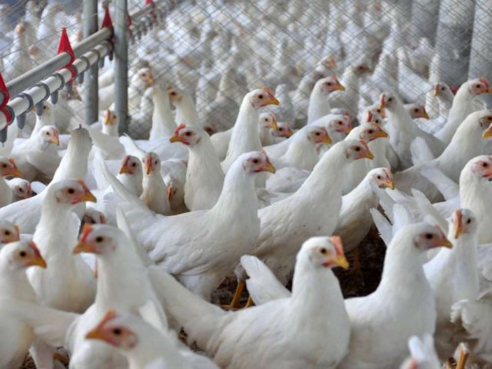 Exportações de frango de SC atingem maior valor da história