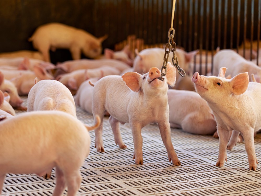 Certificações internacionais atestam padrões de bem-estar animal da Aurora Coop